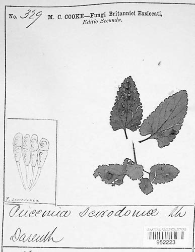 Puccinia annularis image